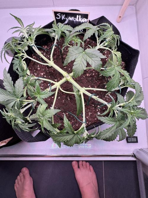 Skywalker OG Auto Indoor. Week 3