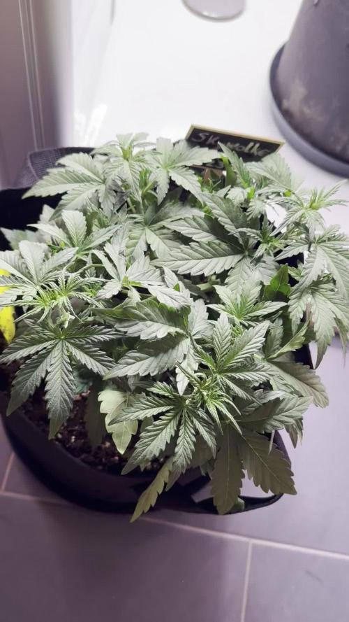 Skywalker OG Auto Indoor