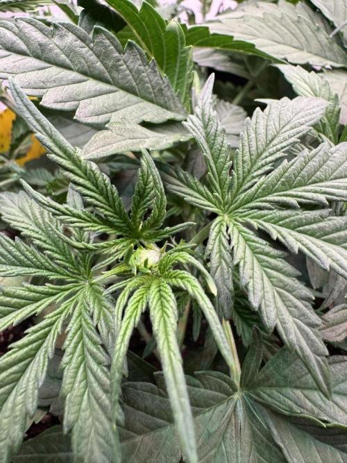 Skywalker OG Auto Indoor. Week 3