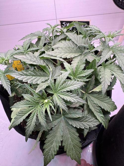 Skywalker OG Auto Indoor. Week 3