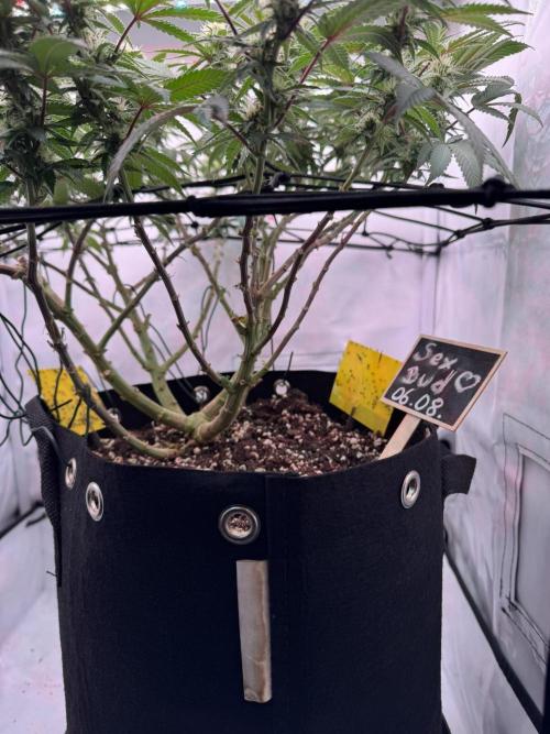 Sex Bud Photo. Week 16