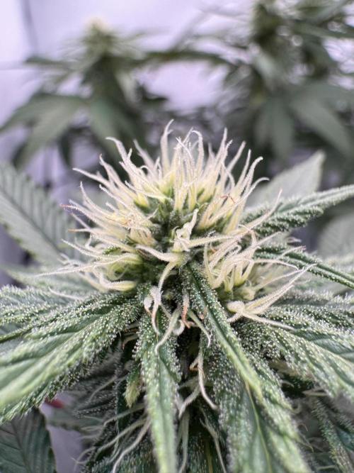 Sex Bud Photo. Week 16