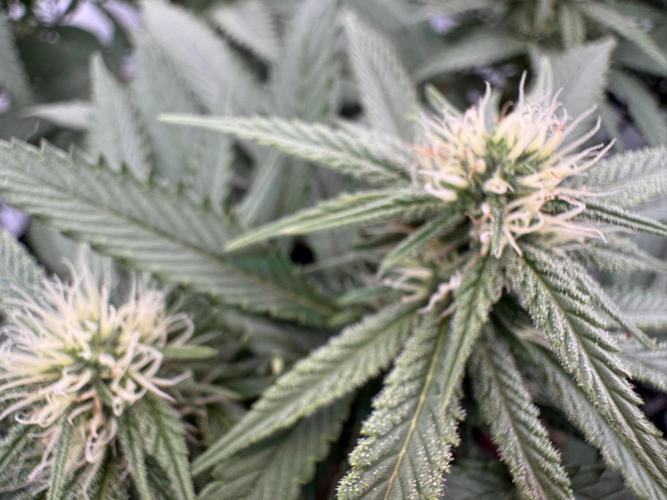 Sex Bud Photo. Week 16