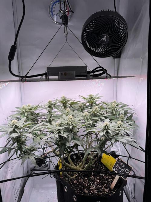 Sex Bud Photo. Week 16