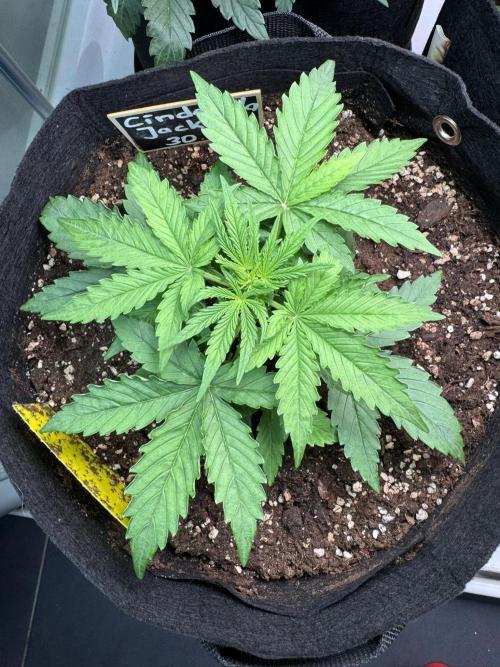 Cinderella Jack (Auto). Week 3