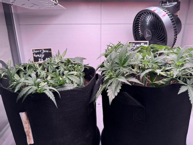 Skywalker OG Auto Indoor. Week 4