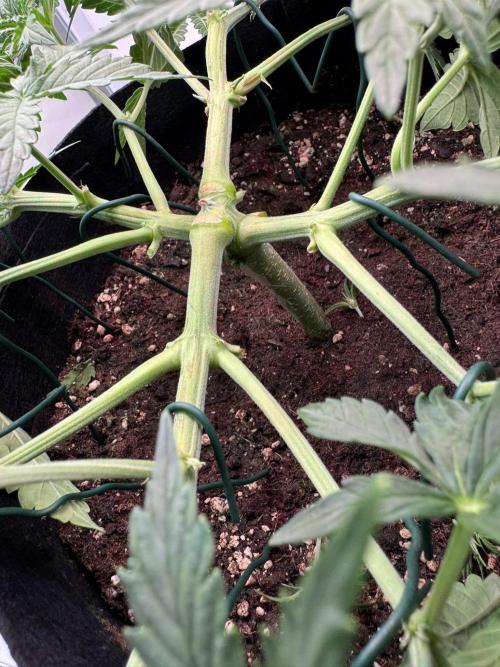 Skywalker OG Auto Indoor. Week 4