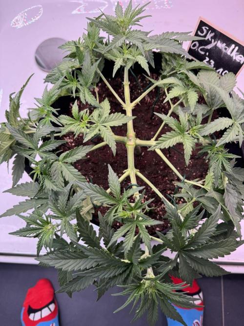 Skywalker OG Auto Indoor. Week 4