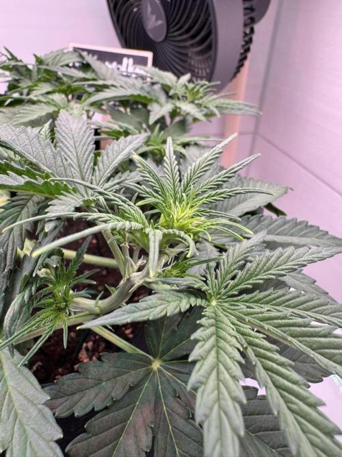 Skywalker OG Auto Indoor. Week 4