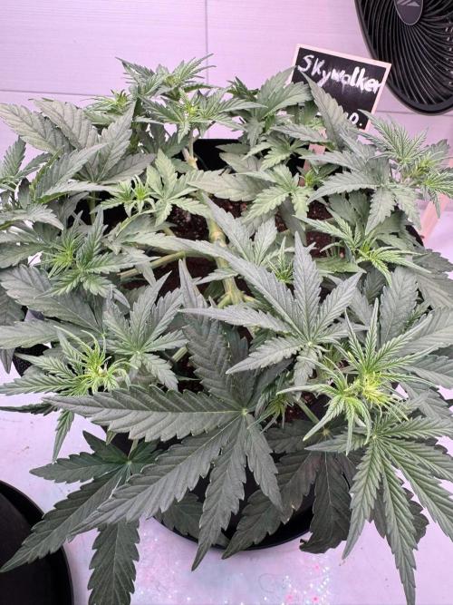 Skywalker OG Auto Indoor. Week 4