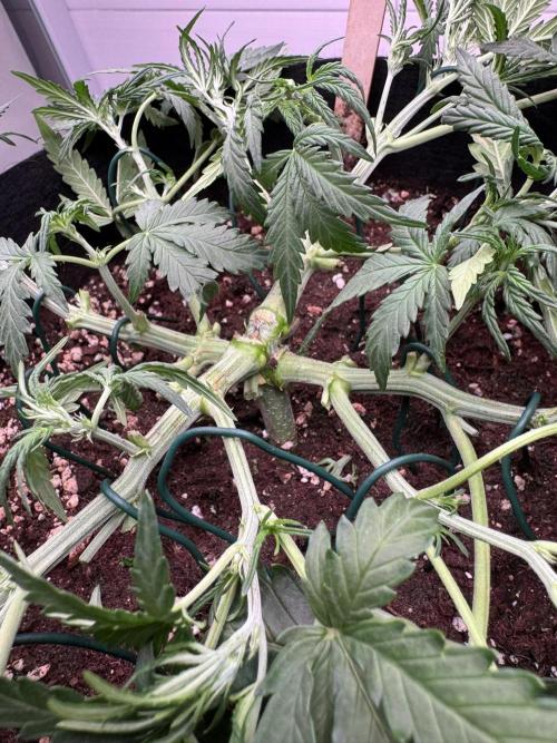 Sour Jealousy Auto. Week 4