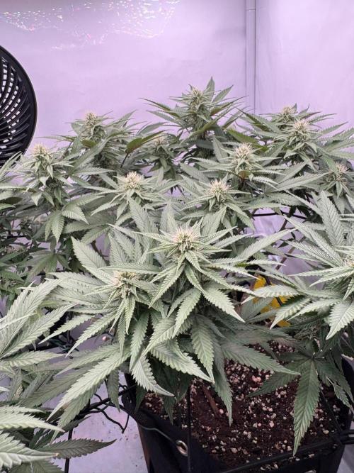 Sex Bud Photo. Week 16