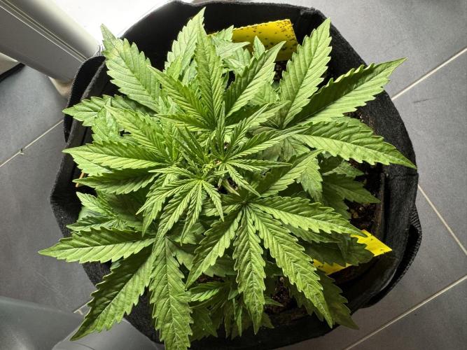 Cinderella Jack (Auto). Week 3