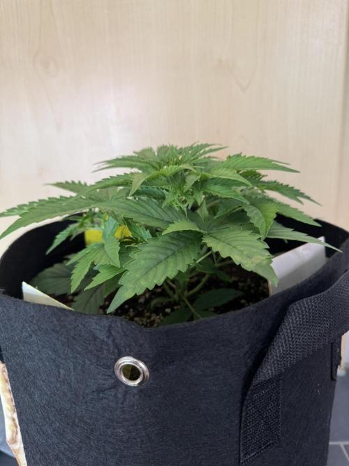 Cinderella Jack (Auto). Week 3