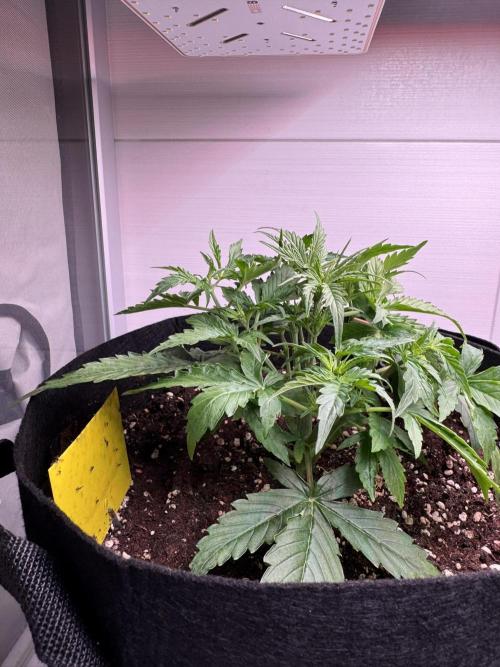 Cinderella Jack (Auto). Week 3