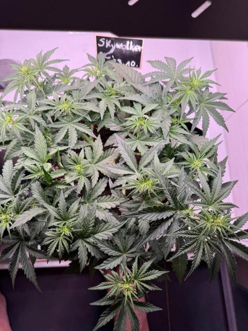 Skywalker OG Auto Indoor. Week 4