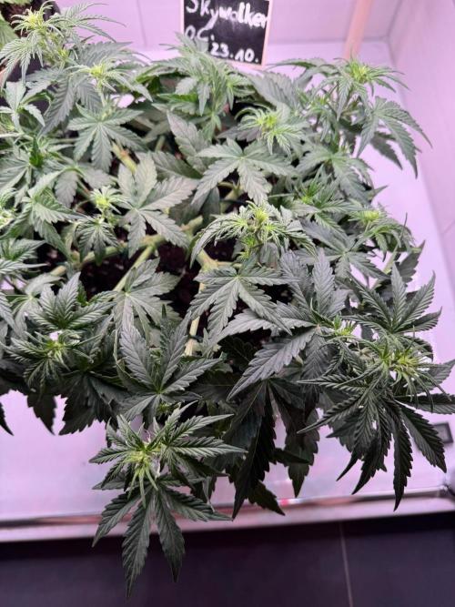 Skywalker OG Auto Indoor. Week 4