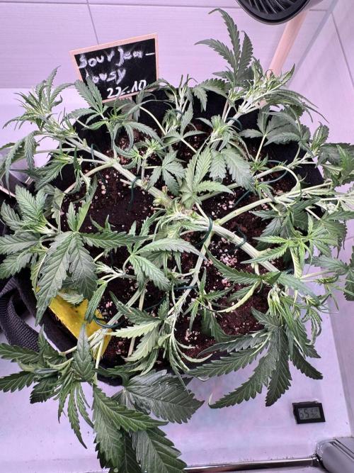 Sour Jealousy Auto. Week 4