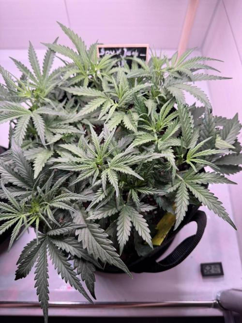 Sour Jealousy Auto. Week 4