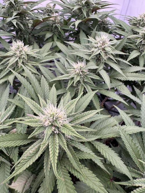 Sex Bud Photo. Week 17