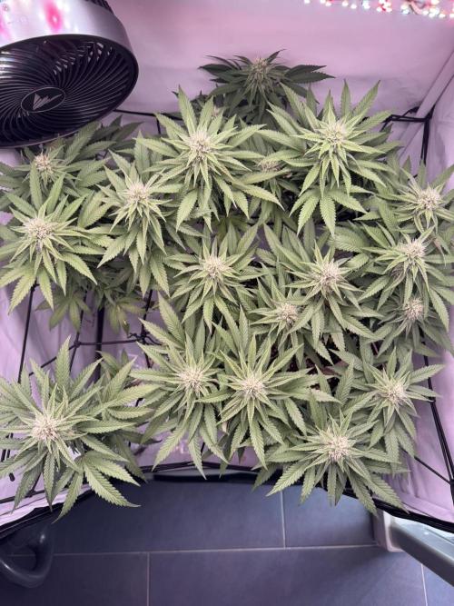 Sex Bud Photo. Week 17