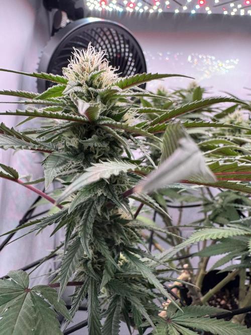 Sex Bud Photo. Week 17