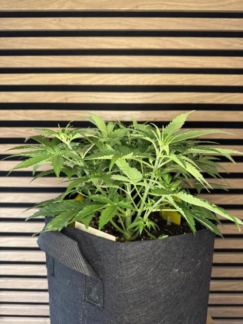 Cinderella Jack (Auto). Week 4