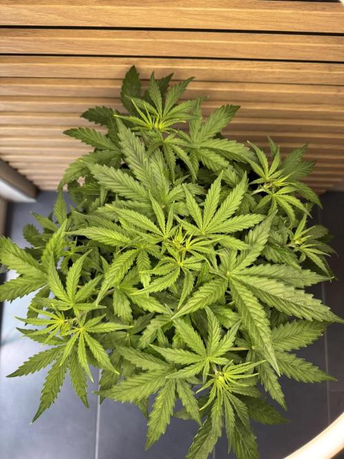 Cinderella Jack (Auto). Week 4