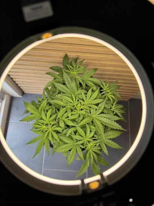 Cinderella Jack (Auto). Week 4 - Fototermin mit langer Matte