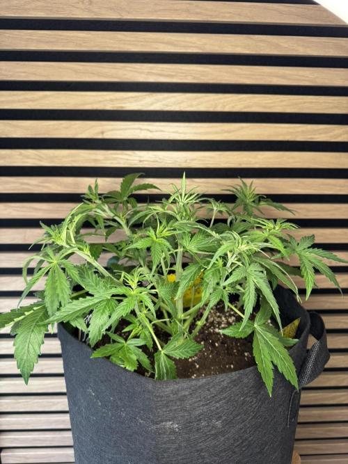 Cinderella Jack (Auto). Week 4