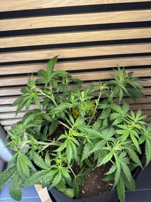 Cinderella Jack (Auto). Week 4