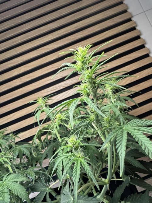 Skywalker OG Auto Indoor. Week 5