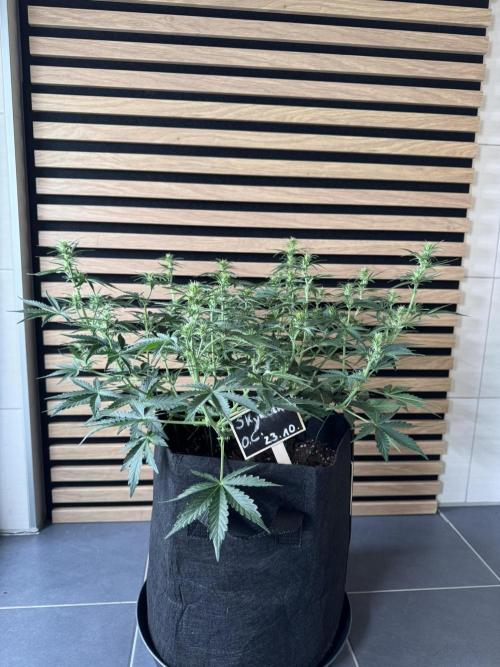 Skywalker OG Auto Indoor. Week 5