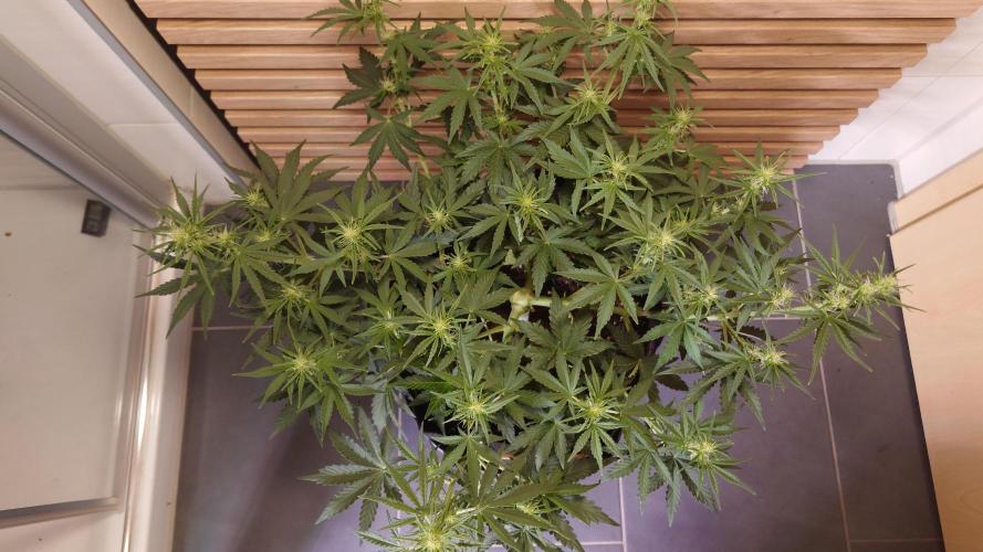 Skywalker OG Auto Indoor. Week 5