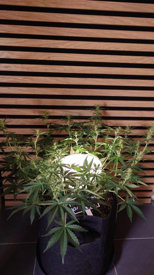 Skywalker OG Auto Indoor. Week 5