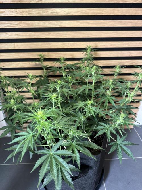 Skywalker OG Auto Indoor. Week 5