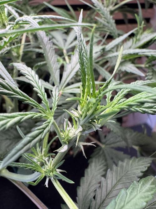 Sour Jealousy Auto. Week 5