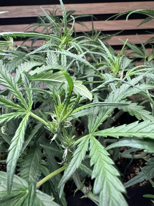 Sour Jealousy Auto. Week 5