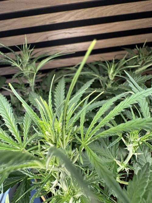 Sour Jealousy Auto. Week 5