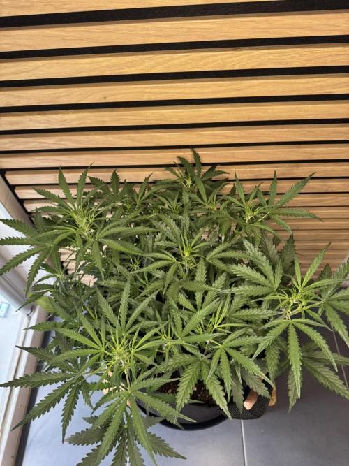 Sour Jealousy Auto. Week 5