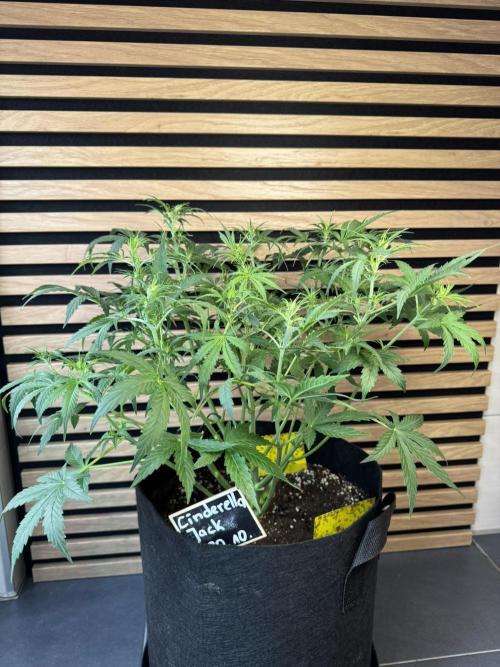 Cinderella Jack (Auto). Week 5