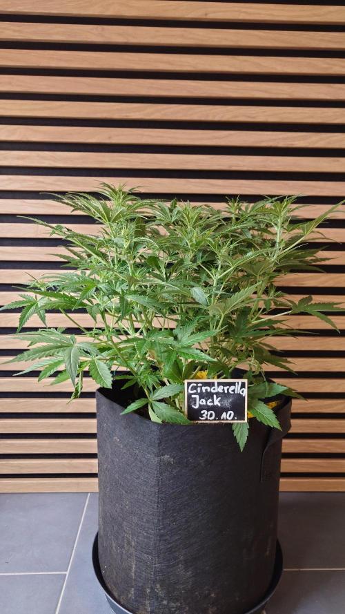 Cinderella Jack (Auto). Week 5