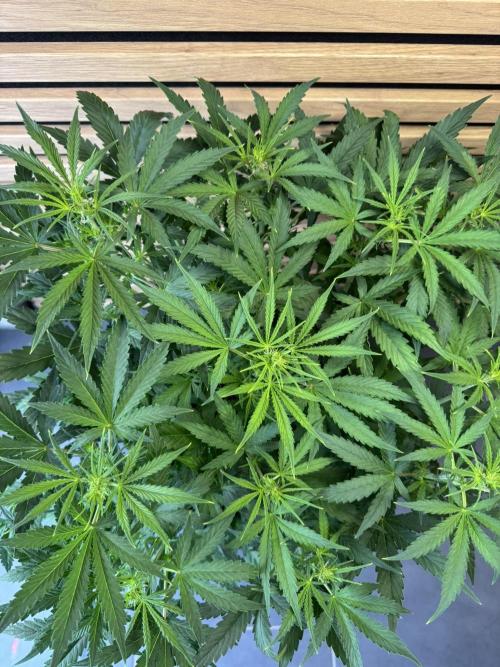 Cinderella Jack (Auto). Week 5