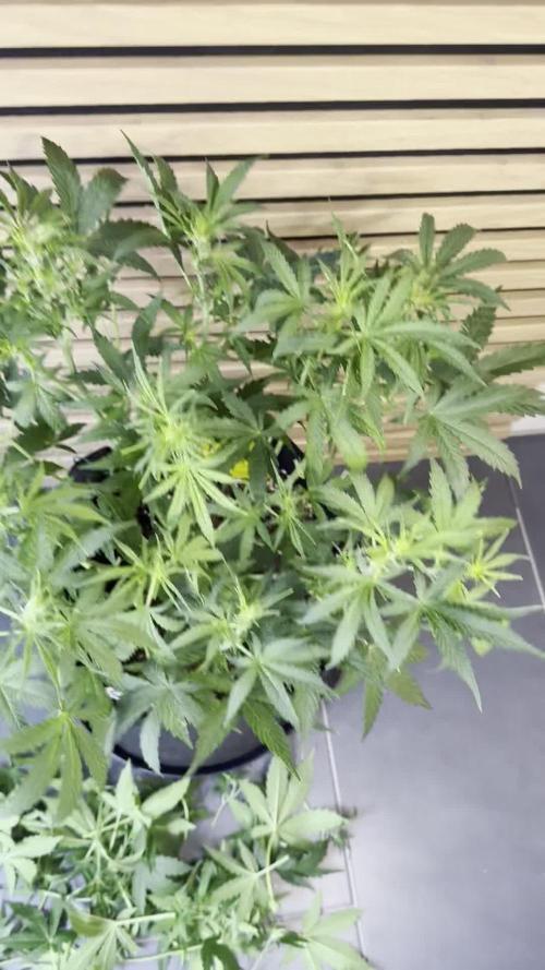 Cinderella Jack (Auto)