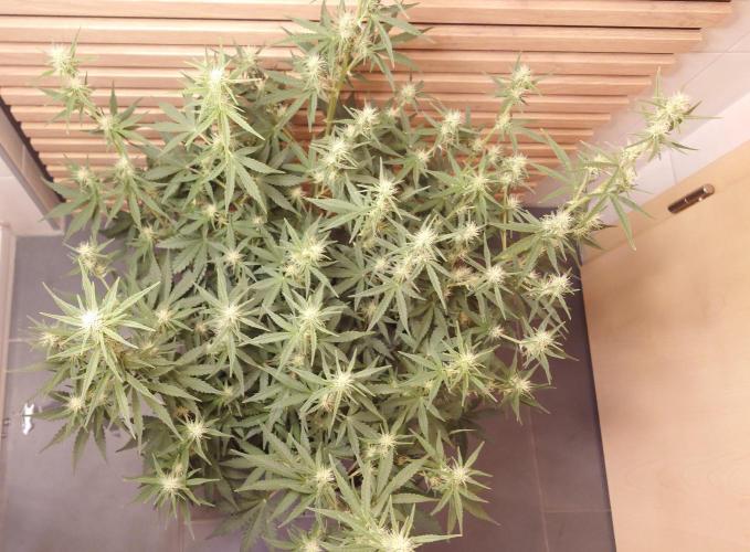 Skywalker OG Auto Indoor. Week 6 - The stars shining brigth.