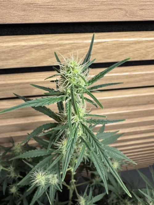 Skywalker OG Auto Indoor. Week 6 - hübsche saftige Rakete