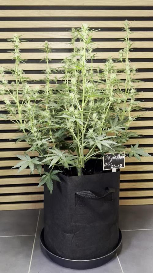 Skywalker OG Auto Indoor