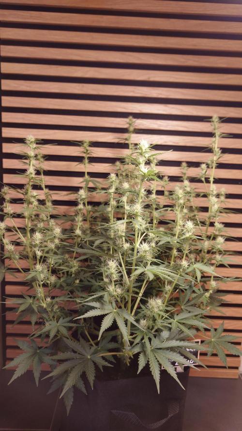 Skywalker OG Auto Indoor. Week 6