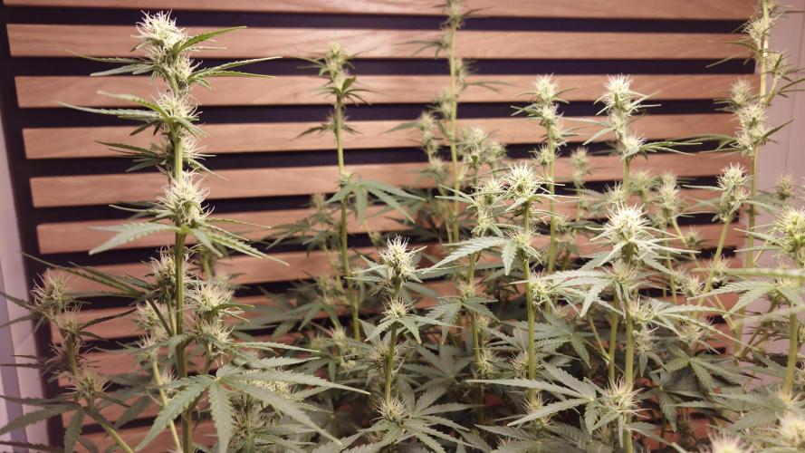 Skywalker OG Auto Indoor. Week 6