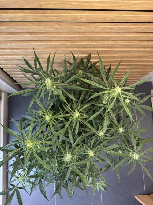 Sour Jealousy Auto. Week 6